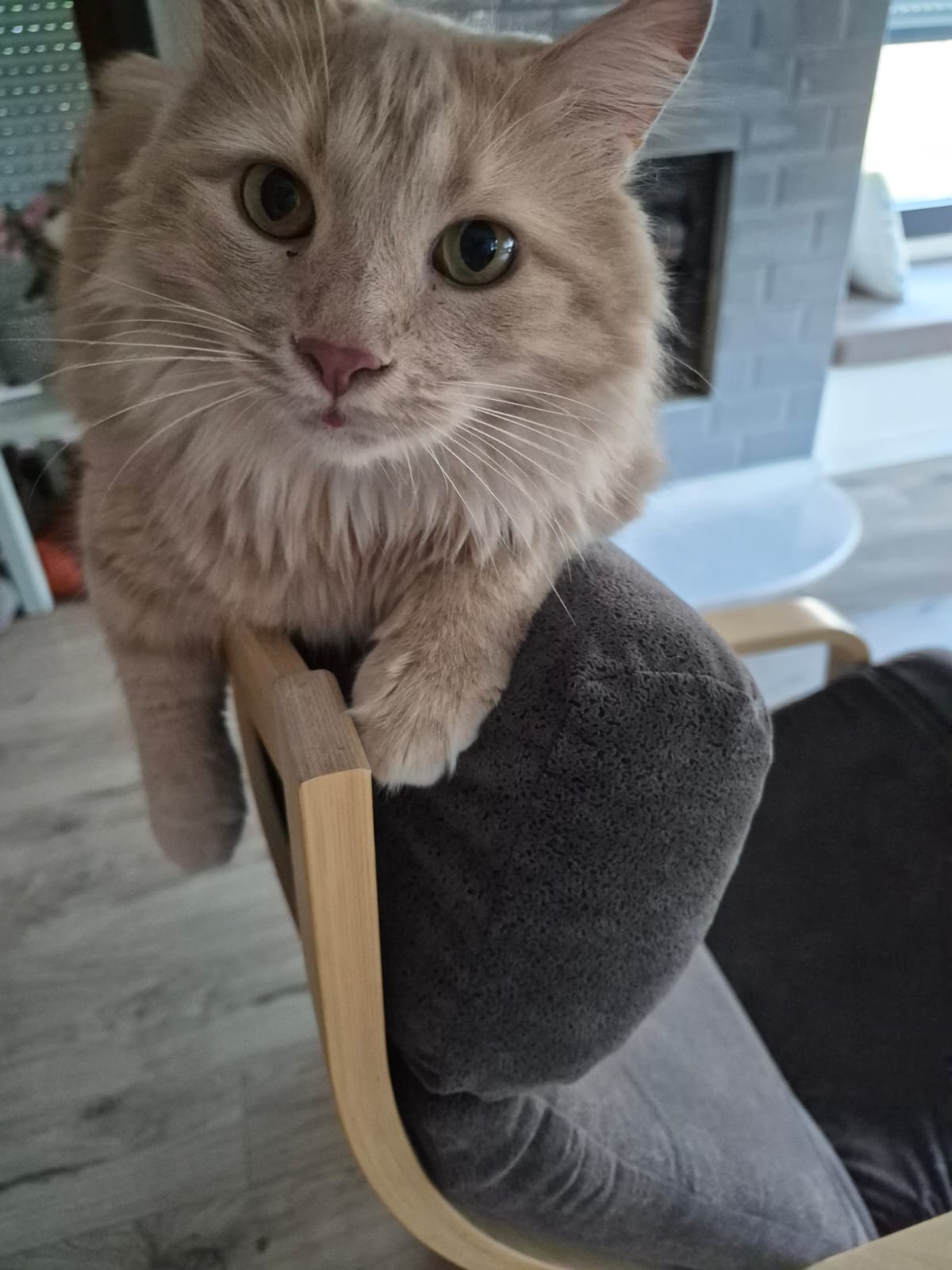 Kaju